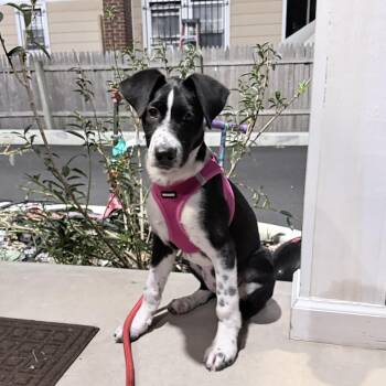 Ruby -  Border Collie and Retriever Dog for Adoption in Copiague, New York - Ruby | PetCurious