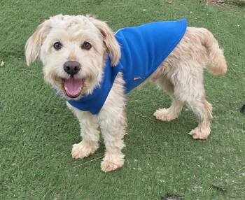 Cooper -  Maltipoo Dog for Adoption in Fallbrook, California - Cooper | PetCurious