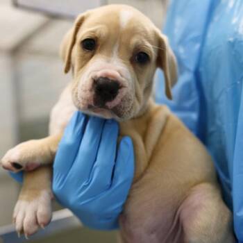 American Staffordshire Terrier Dogs Available for Adoption in San Antonio, Texas - OATMEAL | PetCurious