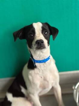 A255916 -  Chihuahua and Mixed Breed Dog for Adoption in Visalia, California - A255916 | PetCurious