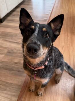 Storm -  Australian Cattle Dog Blue Heeler Dog for Adoption in Stewart Manor, New York - Storm | PetCurious
