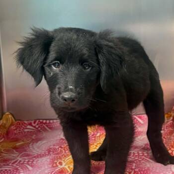 Benny -  Labrador Retriever Dog for Adoption in Lexington, Kentucky - Benny | PetCurious
