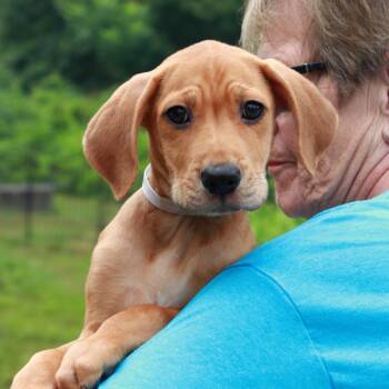 CT Ari -  Labrador Retriever and Mixed Breed Dog for Adoption in Eastford, Connecticut - CT Ari | PetCurious