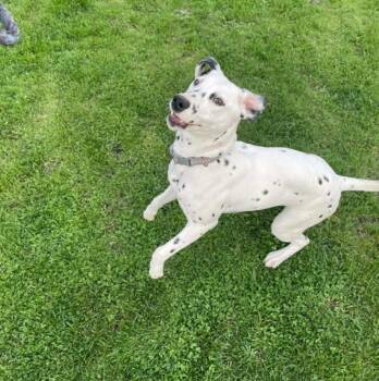 Dalmatian Dogs Available for Adoption - Abby | PetCurious