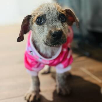 Rescue Cattle Dog and Mixed Breed Dogs for Adoption in Houston, Texas - Luna | PetCurious