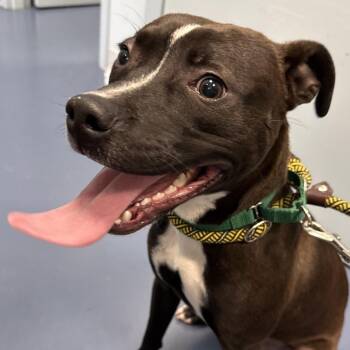 Pit Bull Terrier Dogs Available for Adoption - Serotonin | PetCurious