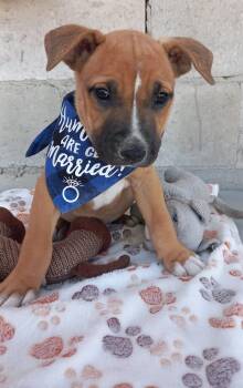 Puppy Winston -  Pit Bull Terrier Dog for Adoption in San Diego, California - Puppy Winston | PetCurious