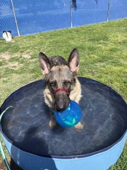 German Shepherd Dog Dogs Available for Adoption in Kennewick, Washington - Mystic | PetCurious