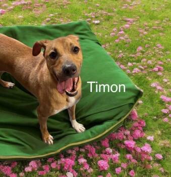 Rescue Chihuahua Dogs for Adoption in Eloise, Florida - Timon | PetCurious