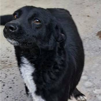 Mixed Breed Dogs Available for Adoption in Alma, Wisconsin - Daisy | PetCurious