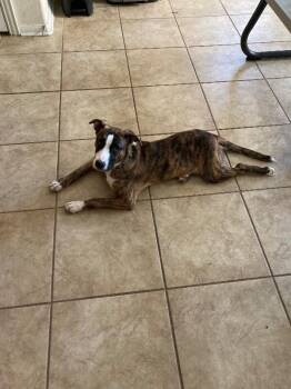 Fawn Rainbow -  American Staffordshire Terrier and Pit Bull Terrier Dog for Adoption in Friendswood, Texas - Fawn Rainbow | PetCurious