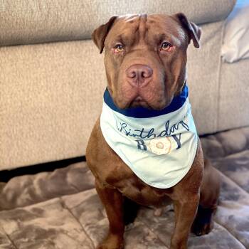 Shar Pei and American Staffordshire Terrier Dogs Available for Adoption - Hank | PetCurious