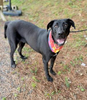 Labrador Retriever and Mixed Breed Dogs Available for Adoption in Ellijay, Georgia - Ace | PetCurious