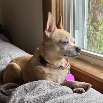 Hawaiian Orchid -  Chihuahua and Mixed Breed Dog for Adoption in Fredericksburg, Virginia - Hawaiian Orchid | PetCurious