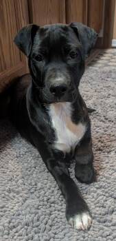 Border Collie and Parson Russell Terrier Dogs Available for Adoption in WDM, Iowa - Millie | PetCurious