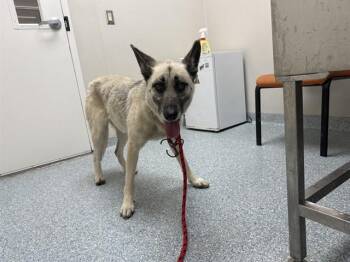 German Shepherd Dog Dogs Available for Adoption in Rowlett, Texas - FLIGHT | PetCurious