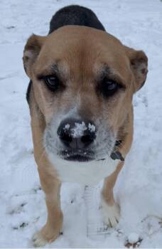 German Shepherd Dog Dogs Available for Adoption in Whitewater, Wisconsin - Leo | PetCurious