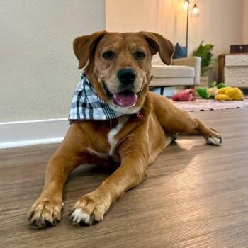 Butch the Easy Golden Boy -  Yellow Labrador Retriever and Rhodesian Ridgeback Dog for Adoption in Friendswood, Texas - Butch The Easy Golden Boy | PetCurious