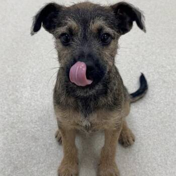 Terrier Dogs Available for Adoption in Boca Raton, Florida - Kira 9216 | PetCurious