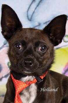 Holland -  Chihuahua and Shepherd Dog for Adoption in Gilbert, Arizona - Holland | PetCurious