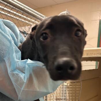 Squid -  Australian Kelpie Dog for Adoption in Reno, Nevada - Squid | PetCurious