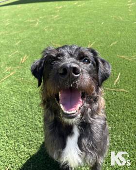 RJ -  Wirehaired Terrier and Schnauzer Dog for Adoption - RJ | PetCurious