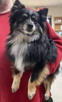 Pomeranian Dogs Available for Adoption in Gary, Indiana - Nova | PetCurious