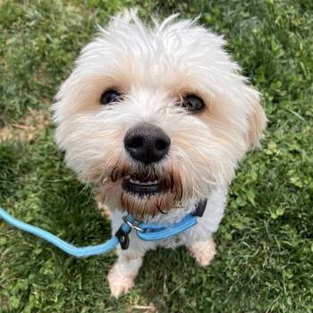 Bichon Frise and Cavalier King Charles Spaniel Dogs Available for Adoption in Marshall, Virginia - Andy | PetCurious