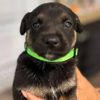 Genova -  German Shepherd Dog Dog for Adoption in Tampa, Florida - Genova | PetCurious