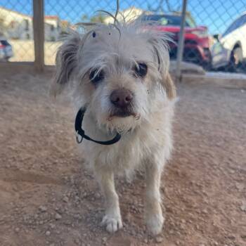 Rescue Terrier Dogs for Adoption in Las Vegas, Nevada - Molly Dolly | PetCurious