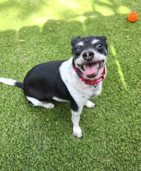 Puppy Chulo -  Rat Terrier Dog for Adoption in Key West, Florida - Puppy Chulo | PetCurious