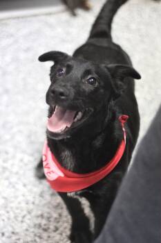 Retriever Dogs Available for Adoption in Manchester, New Hampshire - Suzy In NH! Come Meet Our Adoptable Dogs Wednesday-Saturday. Mor | PetCurious