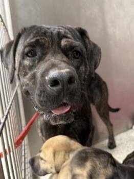 Tarot -  Cane Corso and Mixed Breed Dog for Adoption in Atlanta, Georgia - Tarot | PetCurious