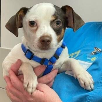 Ruby -  Mixed Breed Dog for Adoption in New York, New York - Ruby | PetCurious