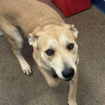 Shepherd Dogs Available for Adoption - Florence | PetCurious