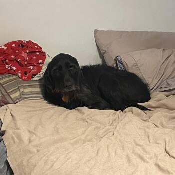 Harry -  Black Labrador Retriever and German Wirehaired Pointer Dog for Adoption in Lynchburg, Virginia - Harry | PetCurious