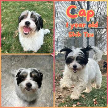 Rescue Shih Tzu Dogs for Adoption in Franklin, Indiana - Cap | PetCurious