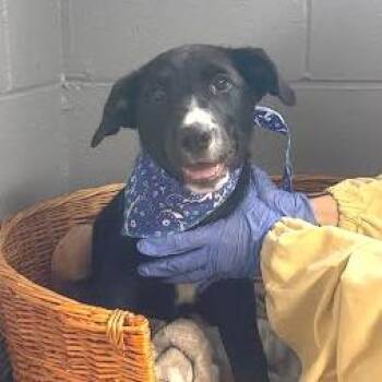 Caterpillar -  Coonhound Dog for Adoption in Belleville, Illinois - Caterpillar | PetCurious