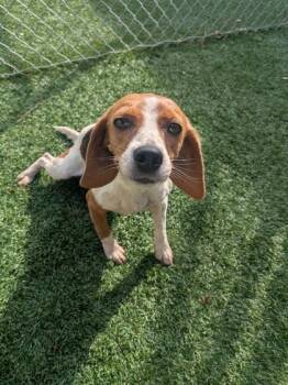 Patty -  Beagle and Mixed Breed Dog for Adoption in Louisburg, North Carolina - Patty | PetCurious