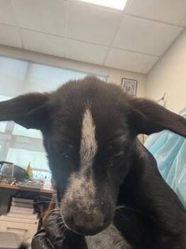 Sip -  Cattle Dog and Mixed Breed Dog for Adoption in Fresno, California - Sip | PetCurious