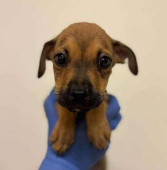 Rescue Mixed Breed Dogs for Adoption in New York, New York - Claire (p) | PetCurious