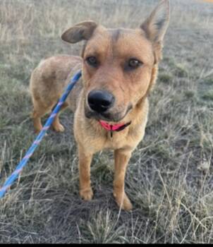 Rescue Mixed Breed Dogs for Adoption in Havre, Montana - OD | PetCurious