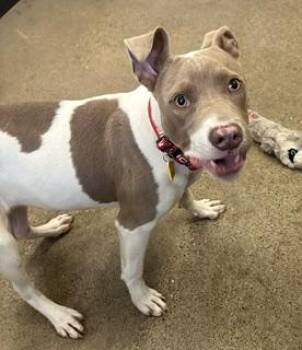 Mystic -  Pit Bull Terrier Dog for Adoption in Cleveland, Ohio - Mystic | PetCurious