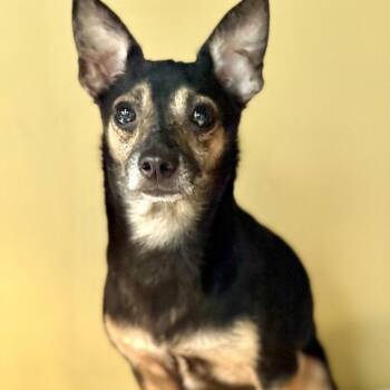 Bently 1768 -  Chihuahua Dog for Adoption in Boca Raton, Florida - Bently 1768 | PetCurious
