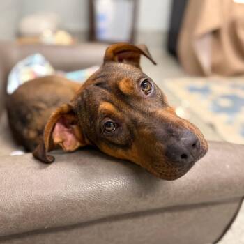 Mixed Breed Dogs Available for Adoption in Falls Church, Virginia - Johnni | PetCurious