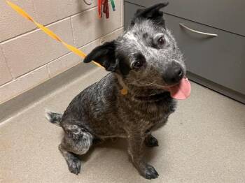 COWBOY -  Australian Cattle Dog Blue Heeler Dog for Adoption in Colorado Springs, Colorado - COWBOY | PetCurious
