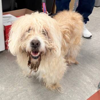 Mixed Breed Dogs Available for Adoption in Philadelphia, Pennsylvania - Muffin | PetCurious