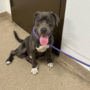 Spike -  Pit Bull Terrier and Mixed Breed Dog for Adoption in League City, Texas - Spike | PetCurious