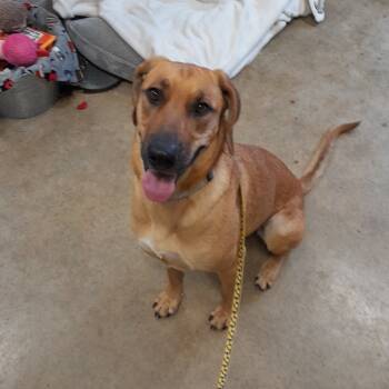 Rescue Coonhound Dogs for Adoption in Jasper, Indiana - Isabella | PetCurious