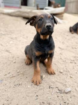 Doberman Pinscher and Mixed Breed Dogs Available for Adoption - Carson | PetCurious